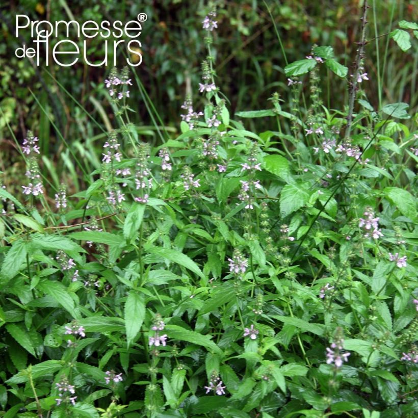 Stachys palustris (Plant habit)