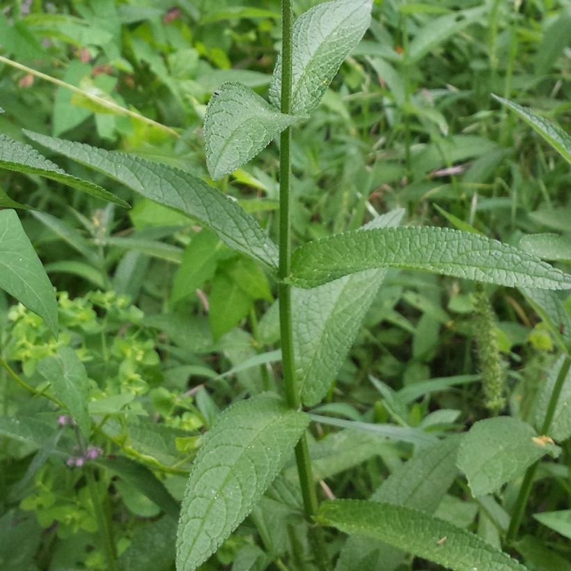 Stachys palustris (Foliage)