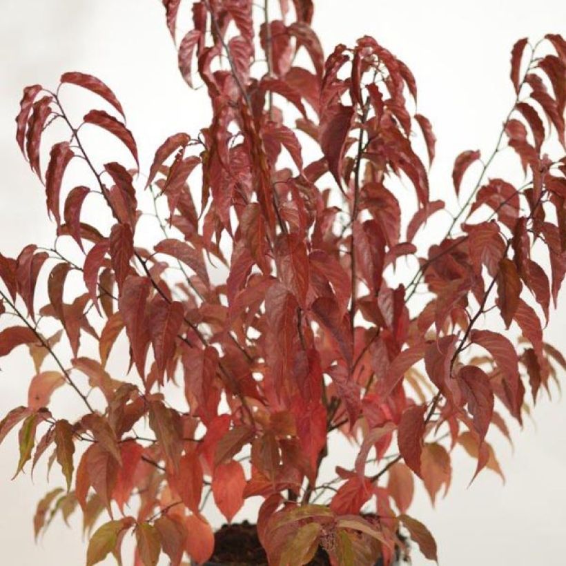 Stachyurus chinensis Celina (Foliage)