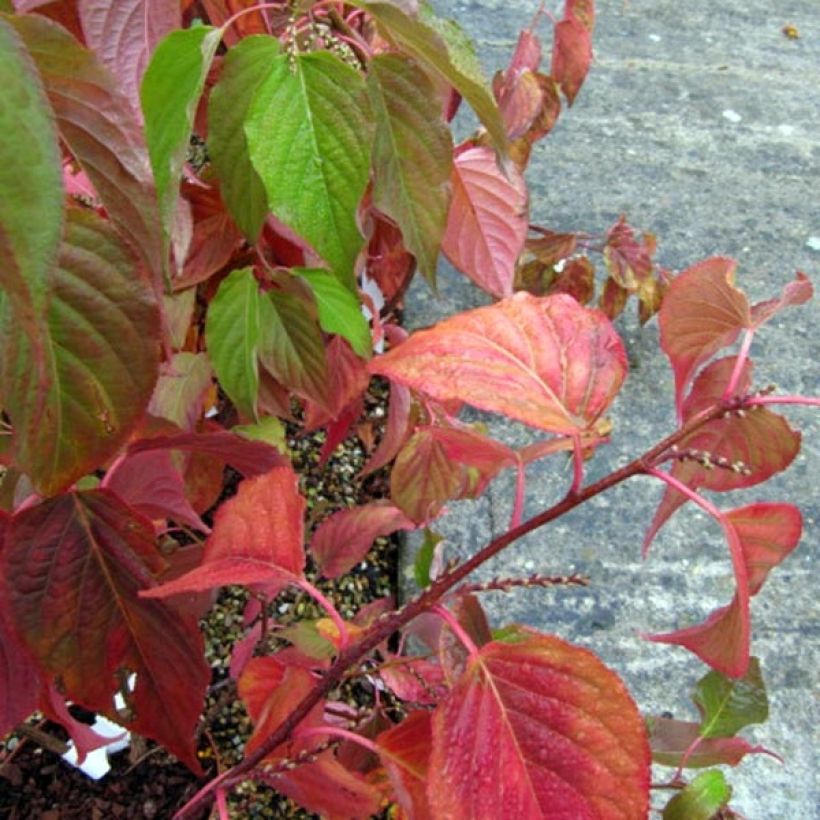 Stachyurus praecox (Foliage)