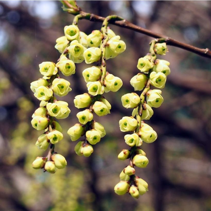 Stachyurus praecox (Flowering)