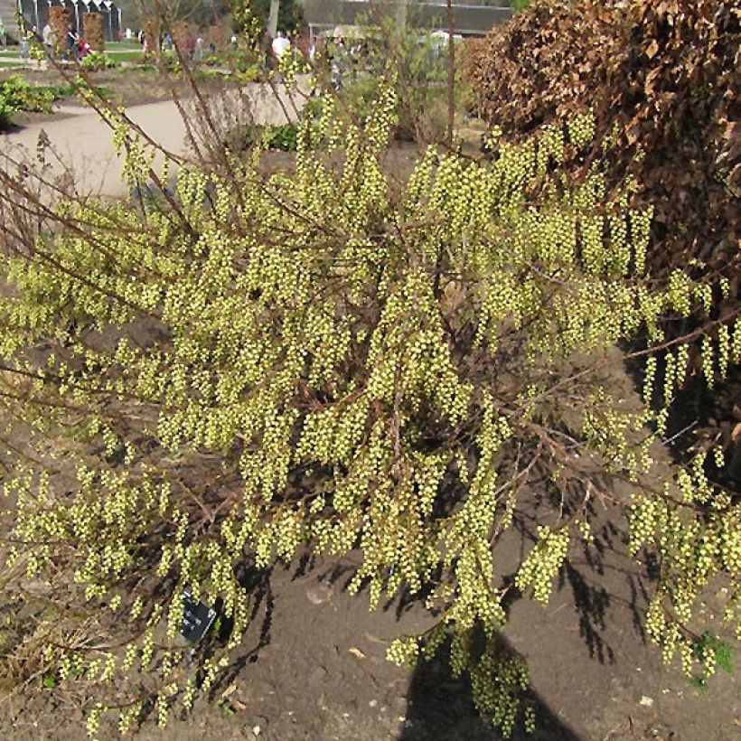 Stachyurus praecox (Plant habit)