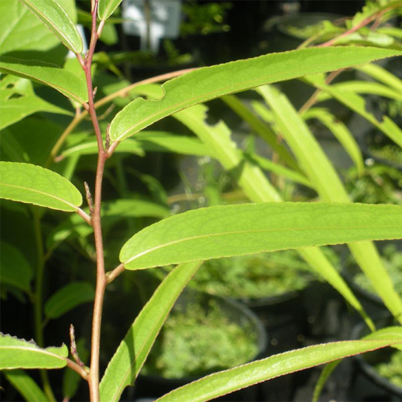 Stachyurus salicifolius (Foliage)