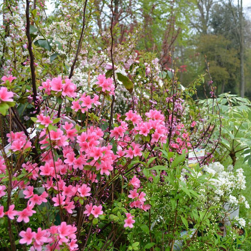 Japanese Azalea Sylvester (Plant habit)