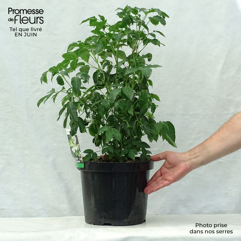 Staphylea colchica 7.5L/10L pot sample as delivered in summer
