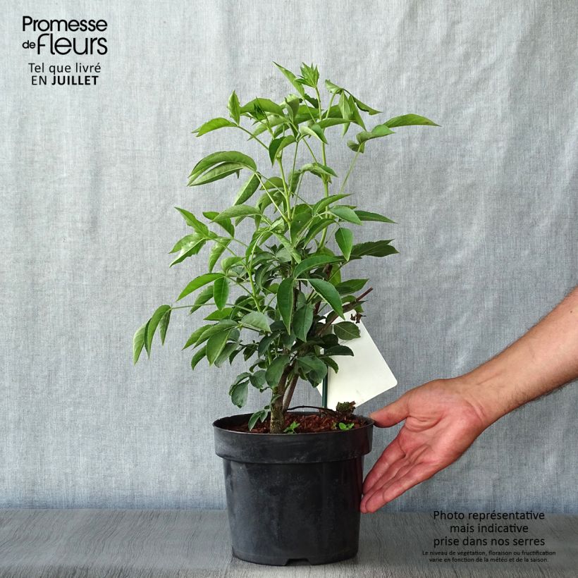 Staphylea colchica 3L/4L pot sample as delivered in summer