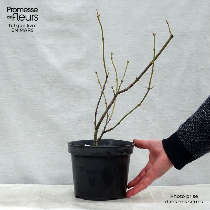 Staphylea pinnata sample as delivered in spring