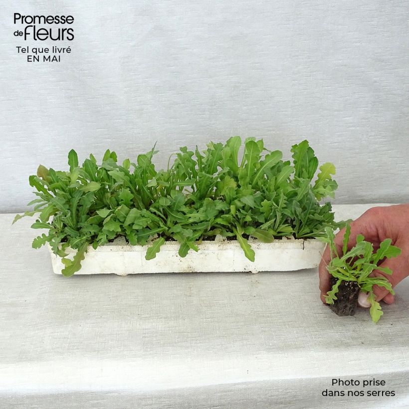 Limonium sinuatum Forever Mix Plug plants 3.8 x 3.2cm - Tray of 16 sample as delivered in spring