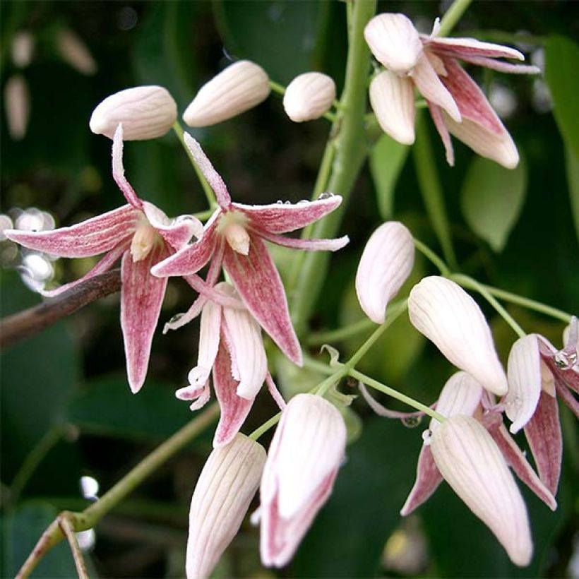 Stauntonia hexaphylla (Flowering)