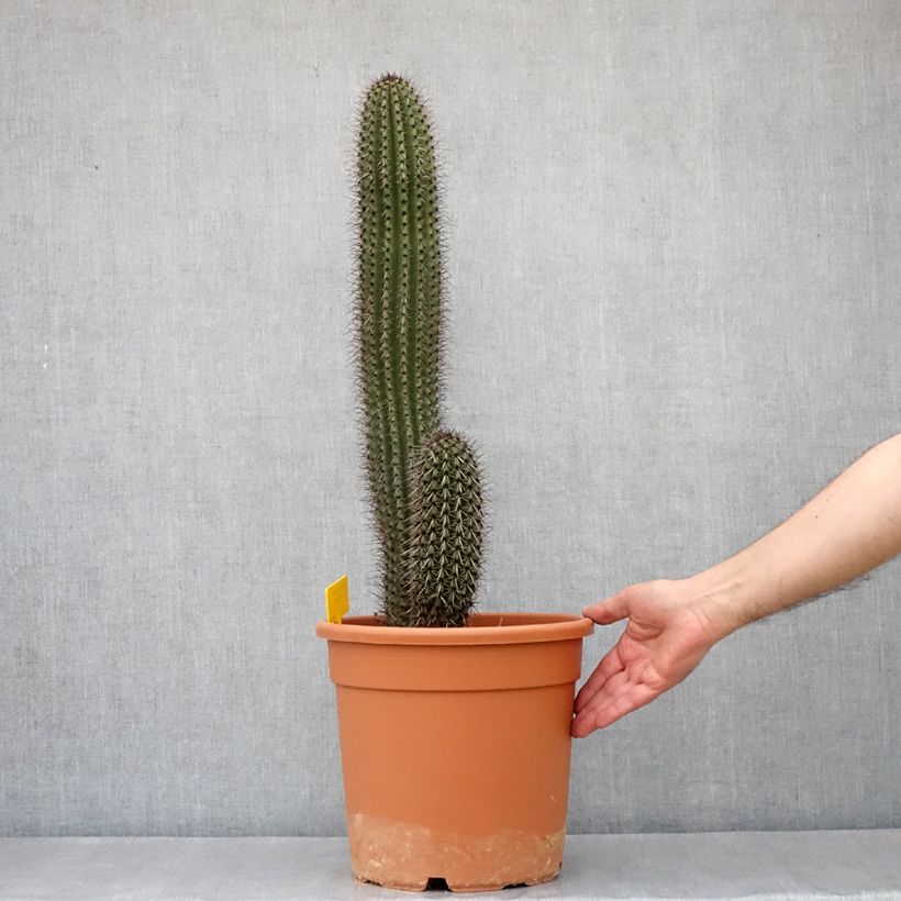 Stenocereus thurberii   - Cactus orgue, Cactus cierge 7.5L/10L potShipped height around 50/70cm sample as delivered in spring