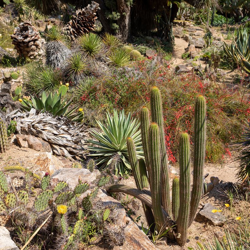 Stenocereus thurberi - Organ pipe cactus (Plant habit)