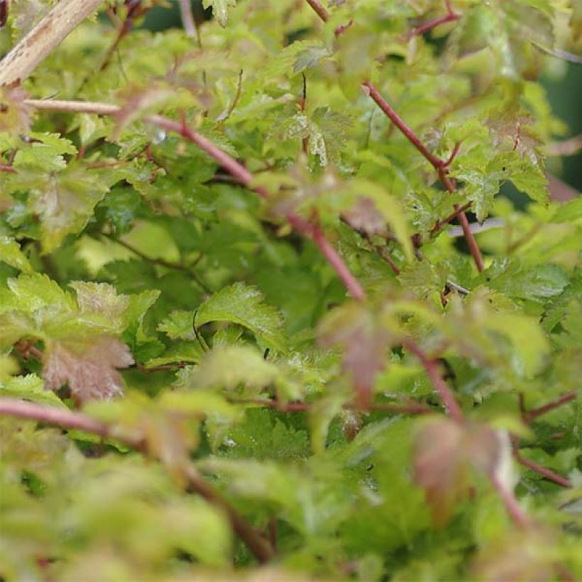 Stephanandra incisa Crispa (Foliage)