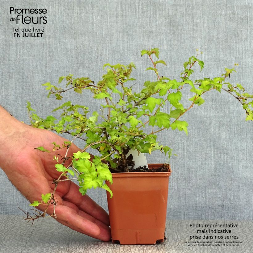 Stephanandra incisa Crispa 8/9 cm pot sample as delivered in summer