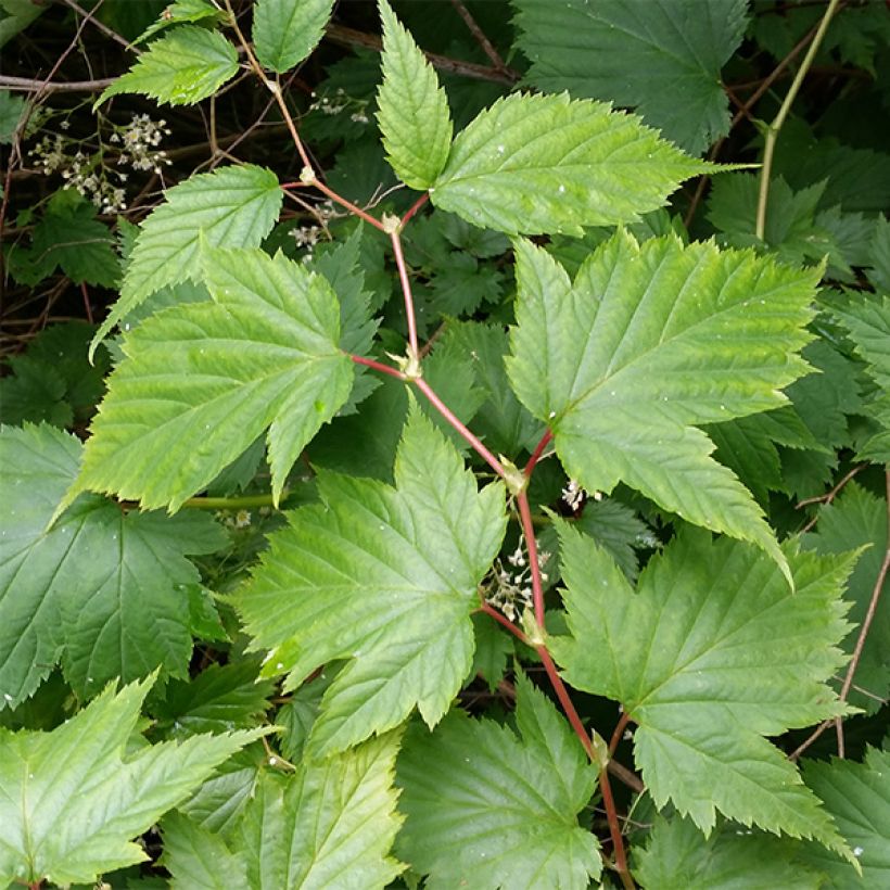 Stephanandra tanakae (Foliage)