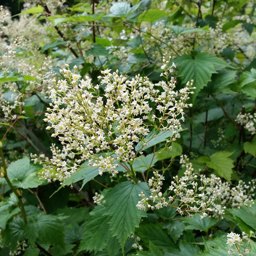 Stephanandra tanakae (Flowering)
