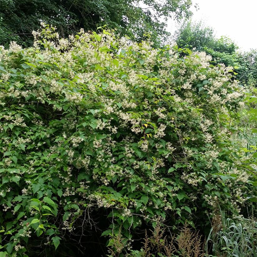 Stephanandra tanakae (Plant habit)