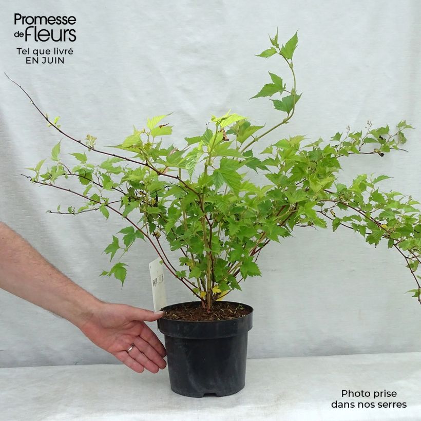 Stephanandra tanakae 3L/4L pot sample as delivered in summer