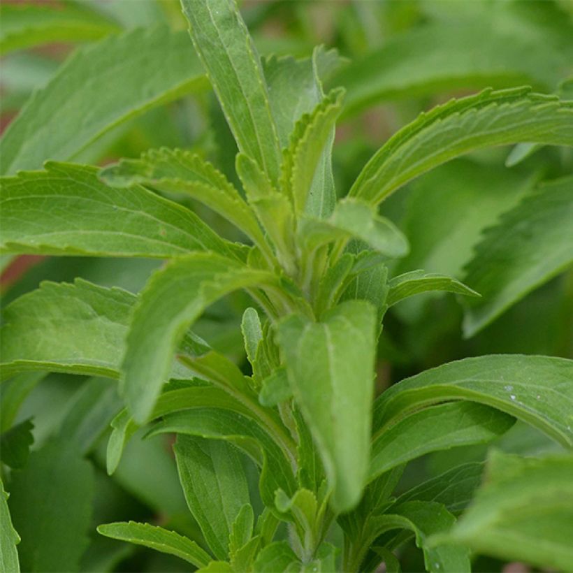 Stevia rebaudiana (Foliage)