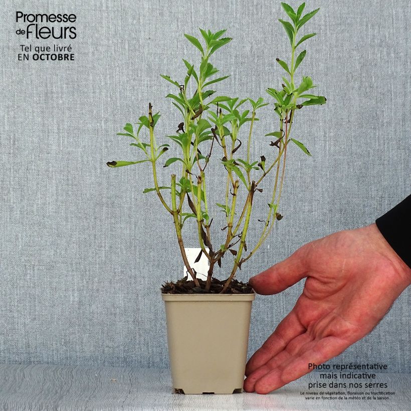 Stevia rebaudiana 8/9 cm pot sample as delivered in autumn