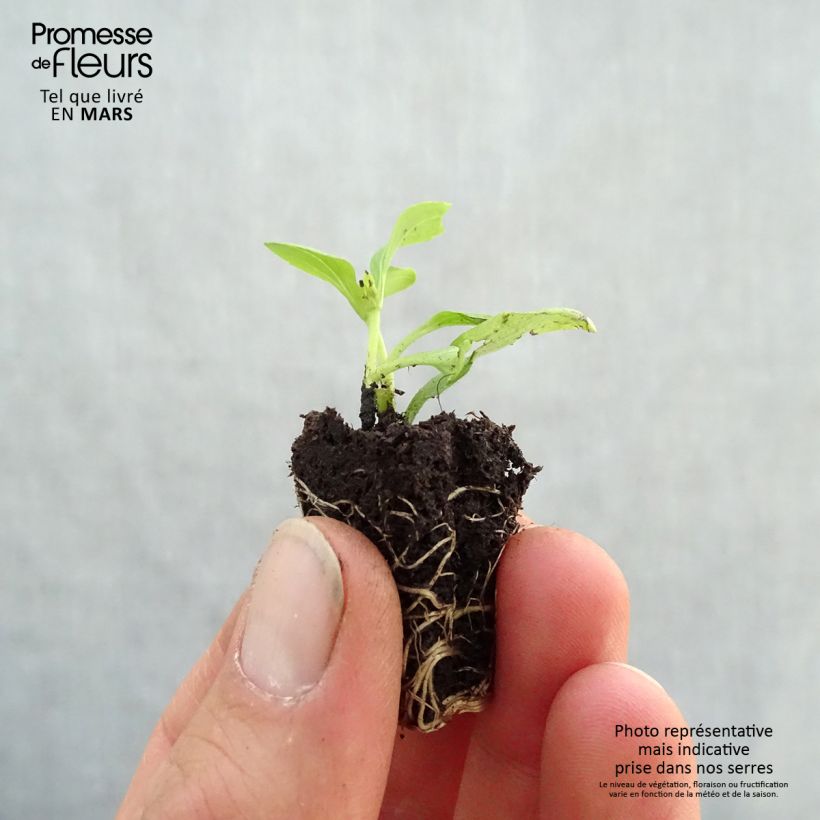 Stevia rebaudiana Sweet Honey in plants Plug plant 3/4cm sample as delivered in spring