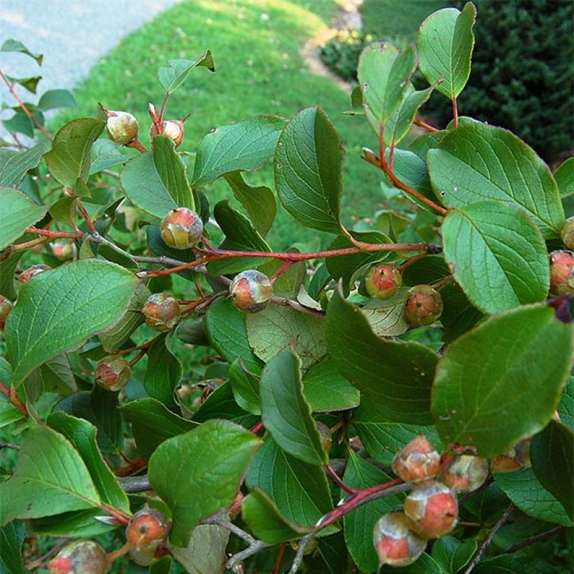 Stewartia pseudocamellia (Foliage)