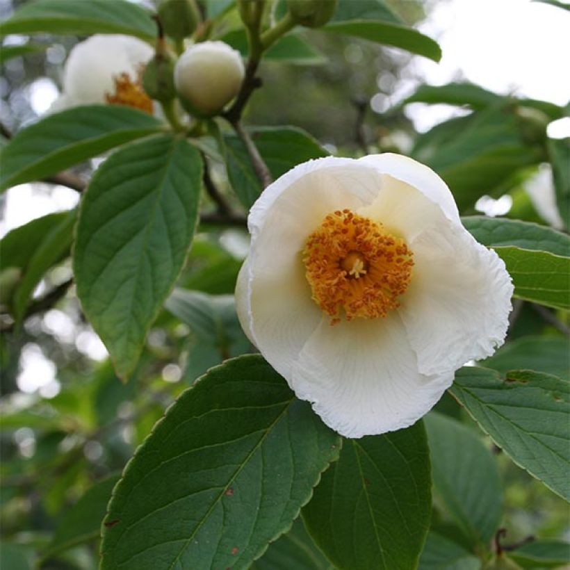 Stewartia pseudocamellia (Flowering)