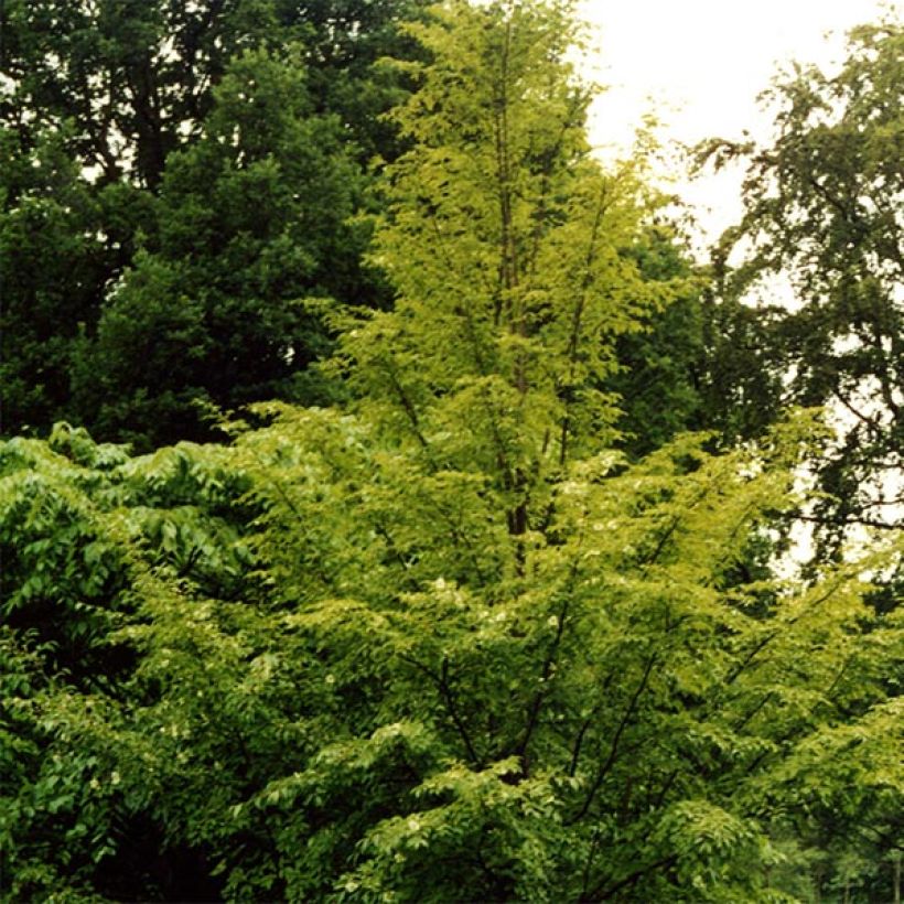 Stewartia pseudocamellia (Plant habit)