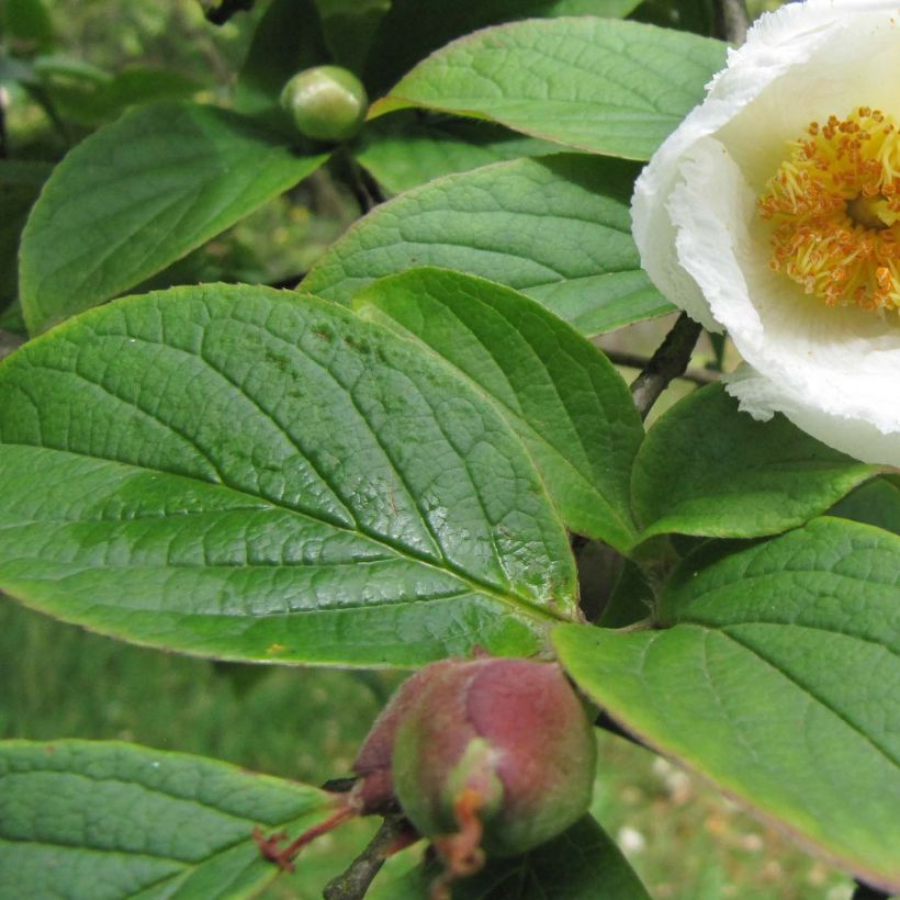 Stewartia pseudocamellia Koreana  (Foliage)