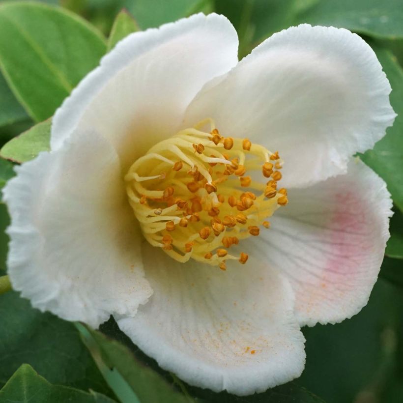 Stewartia rostrata (Flowering)