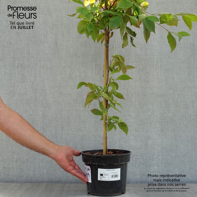 Stewartia rostrata 4L/5L pot sample as delivered in summer
