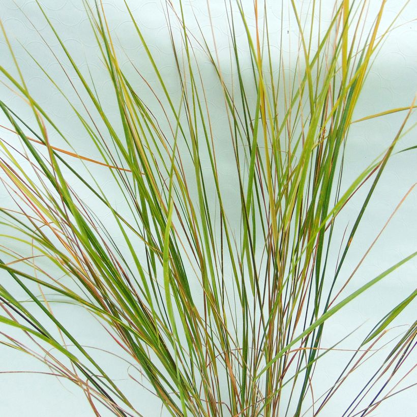 Stipa arundinacea (Foliage)