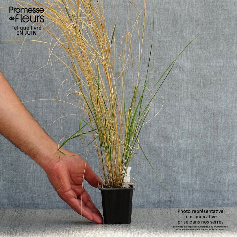 Stipa arundinacea 8/9 cm pot sample as delivered in summer