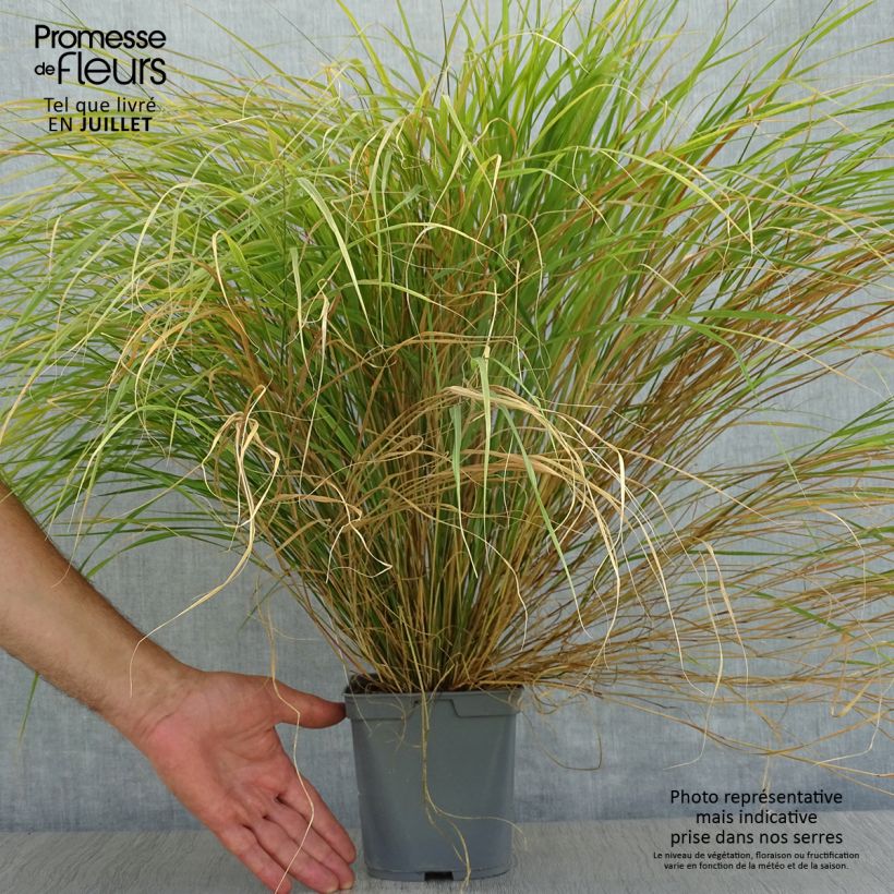 Stipa arundinacea 2L/3L pot sample as delivered in summer