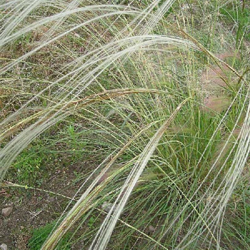 Stipa barbata (Flowering)