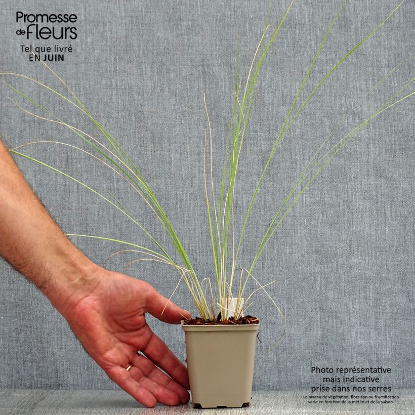 Stipa barbata 7/8 cm pot sample as delivered in summer