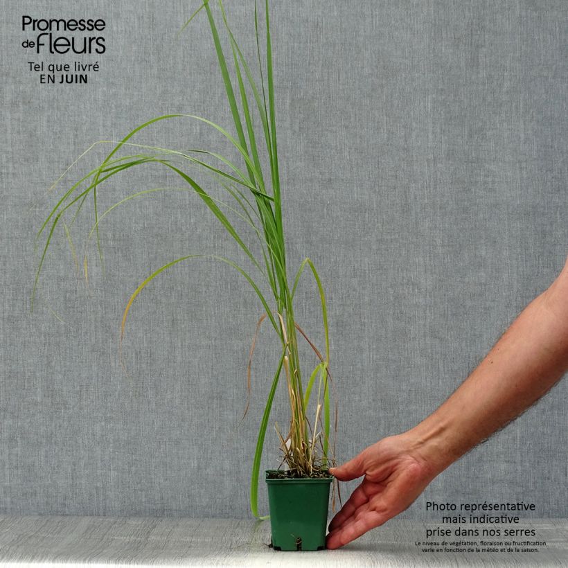 Stipa calamagrostis 8/9 cm pot sample as delivered in summer