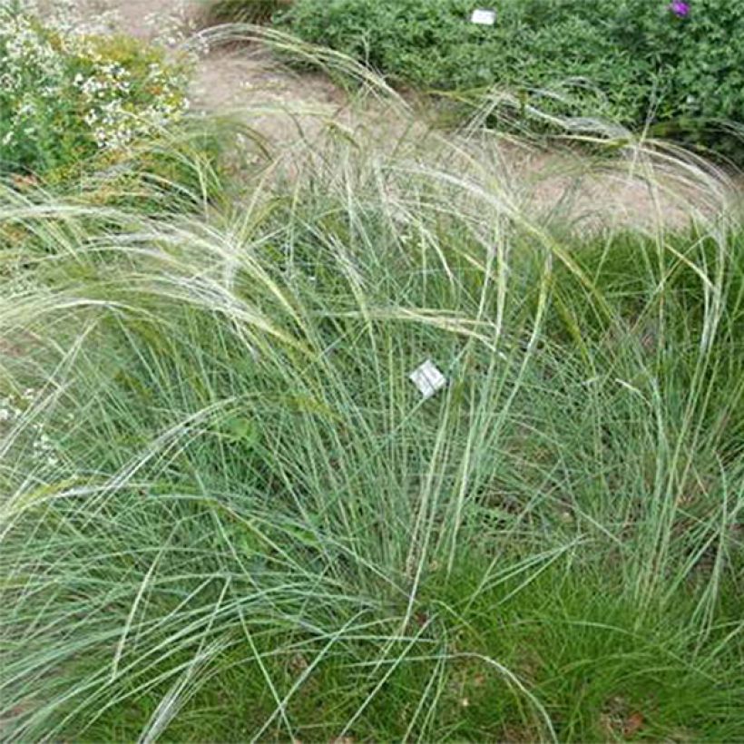 Stipa capillata (Plant habit)