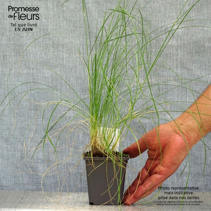 Stipa capillata 8/9 cm pot sample as delivered in summer