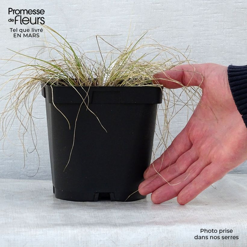 Stipa capillata sample as delivered in spring