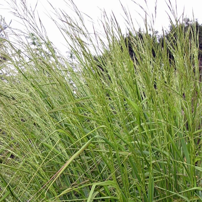 Stipa extremiorientalis (Foliage)