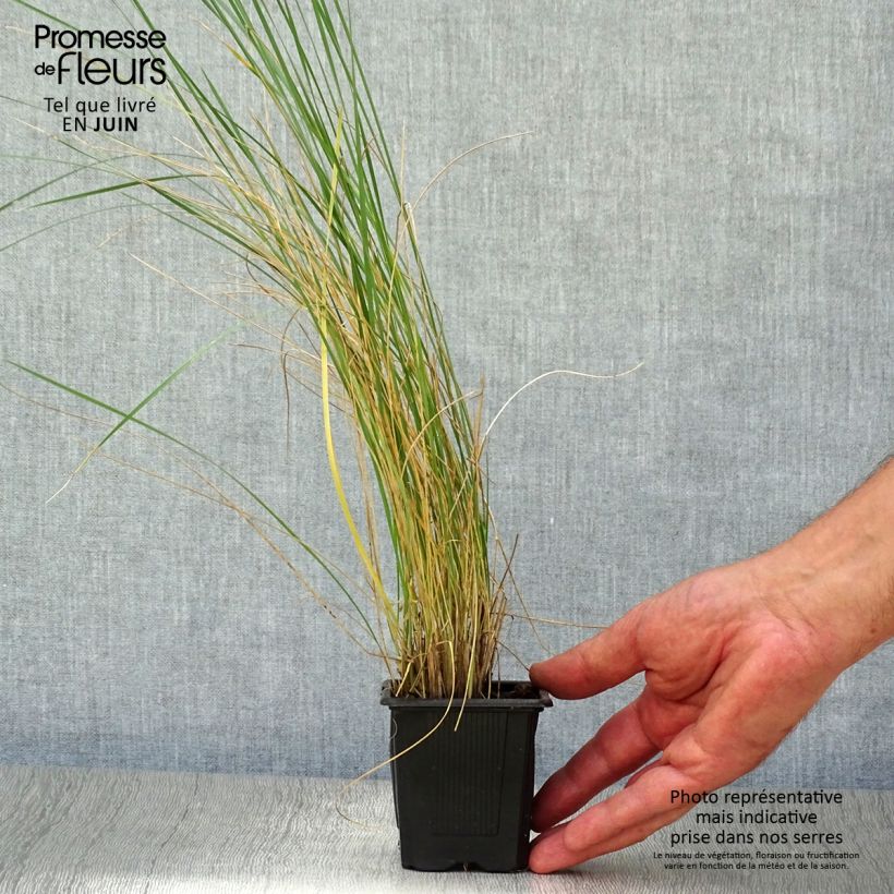 Stipa gigantea  8/9 cm pot sample as delivered in summer