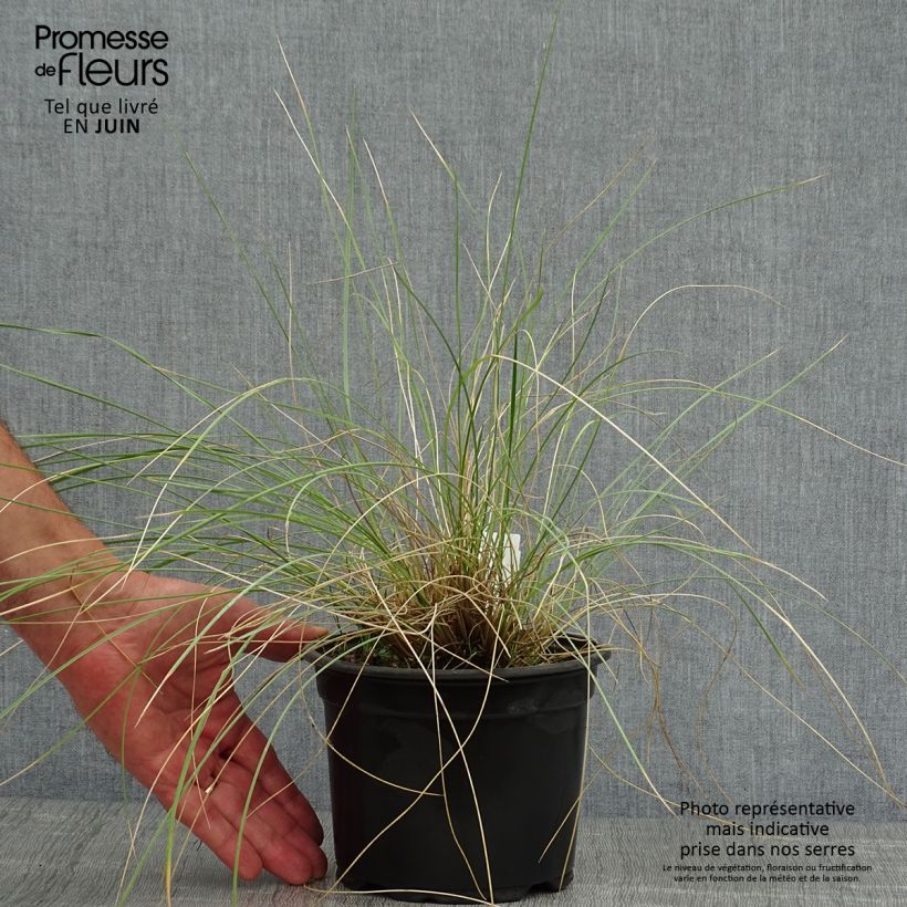 Stipa gigantea  2L/3L pot sample as delivered in summer