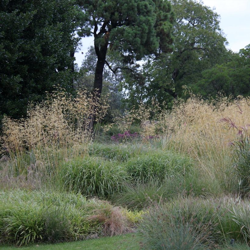 Stipa gigantea  (Plant habit)