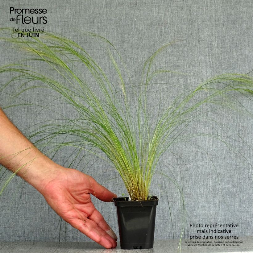 Stipa pennata 8/9 cm pot sample as delivered in summer