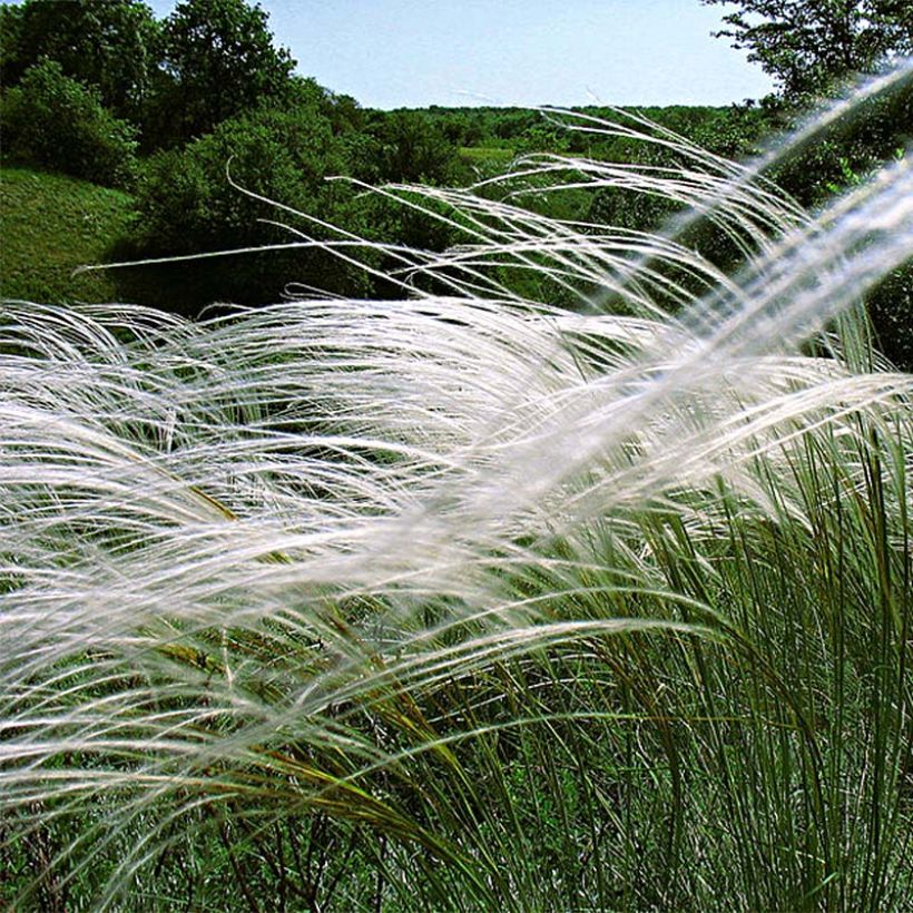 Stipa pulcherrima (Flowering)