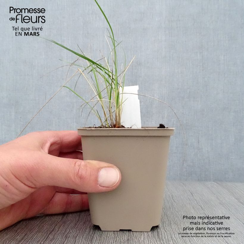 Stipa pulcherrima sample as delivered in spring