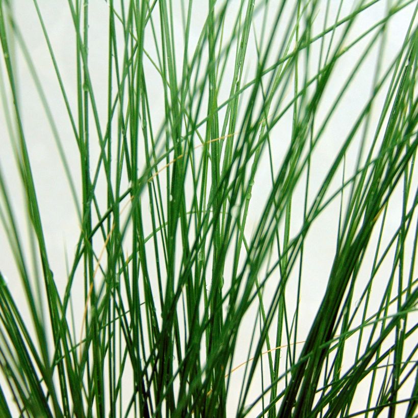 Stipa tenuifolia (Foliage)