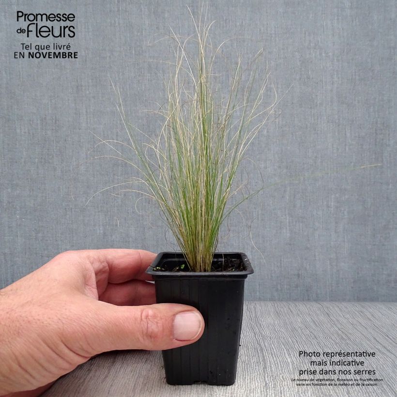 Stipa tenuifolia 7/8 cm pot sample as delivered in autumn