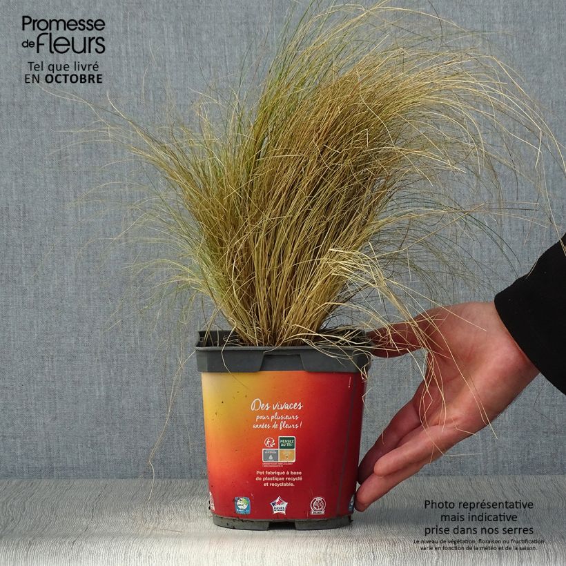Stipa tenuifolia 2L/3L pot sample as delivered in autumn