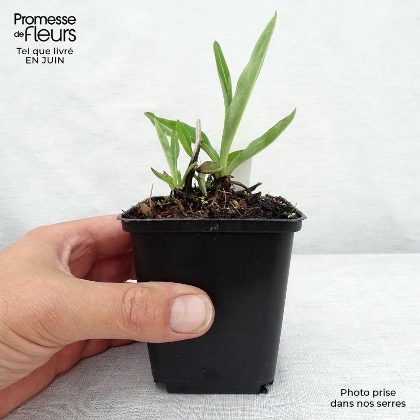 Stokesia laevis Alba 8/9 cm pot sample as delivered in summer